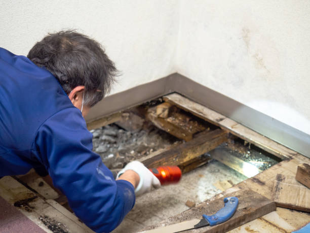 Best Attic Mold Remediation in Burkesville, KY